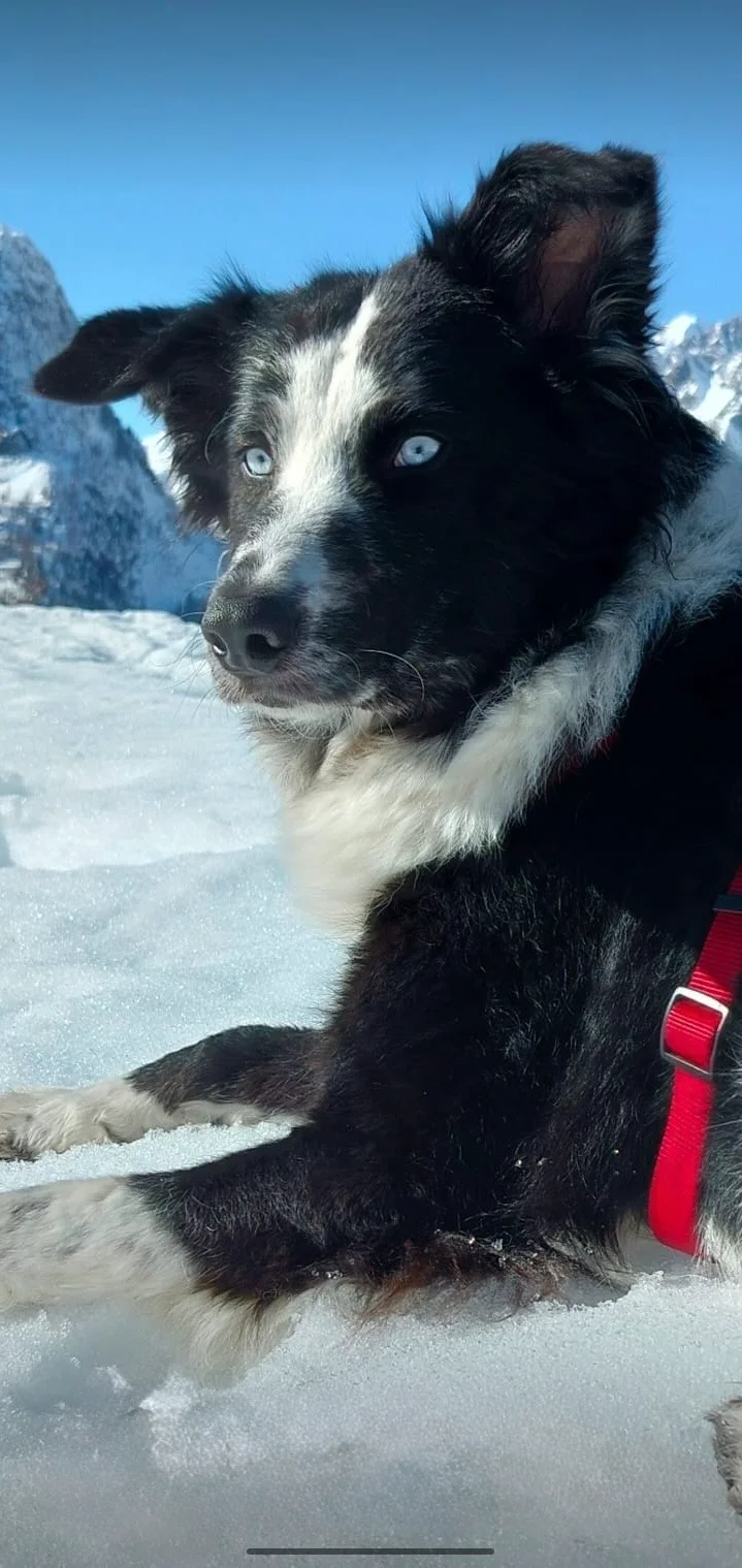 La foto inviata dal cliente: border collie sulla neve